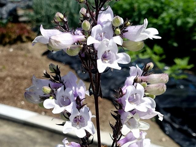 ５月26日 今日の一花 ペンステモン Gazengamaのブログ 散歩中に出合った花と趣味の陶芸作品 楽天ブログ