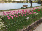 チュウリップ　15.04.19.jpg
