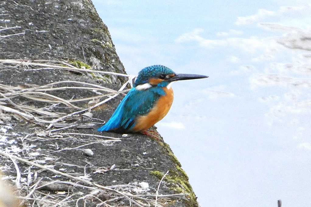 515