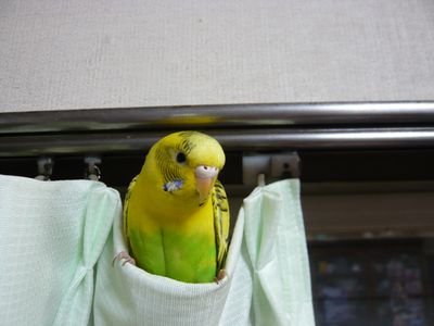 モー