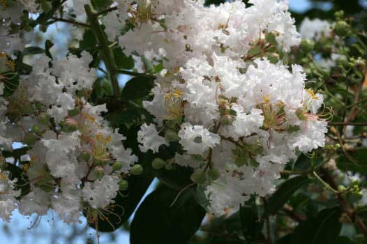 20120731_0954_1_.jpg