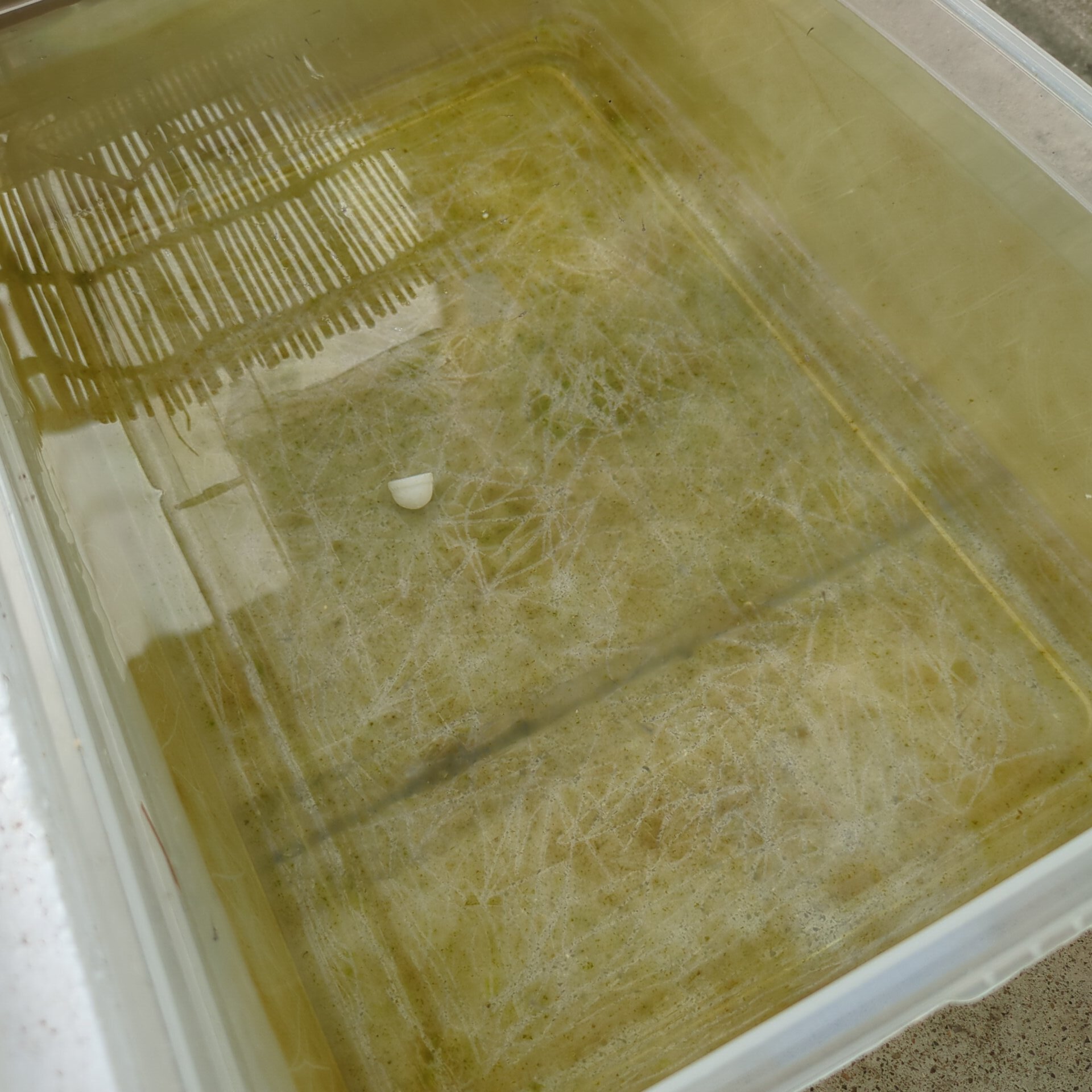 メダカ針子容器の暑さ対策 | きんぎょ警報!~金魚飼育日記~ - 楽天ブログ
