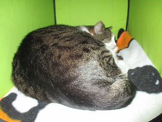 IMG_0074ss.jpg
