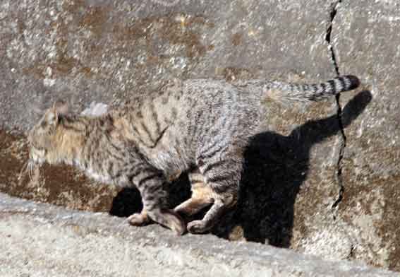 我が家のニャンコ♪2013/3/1-3