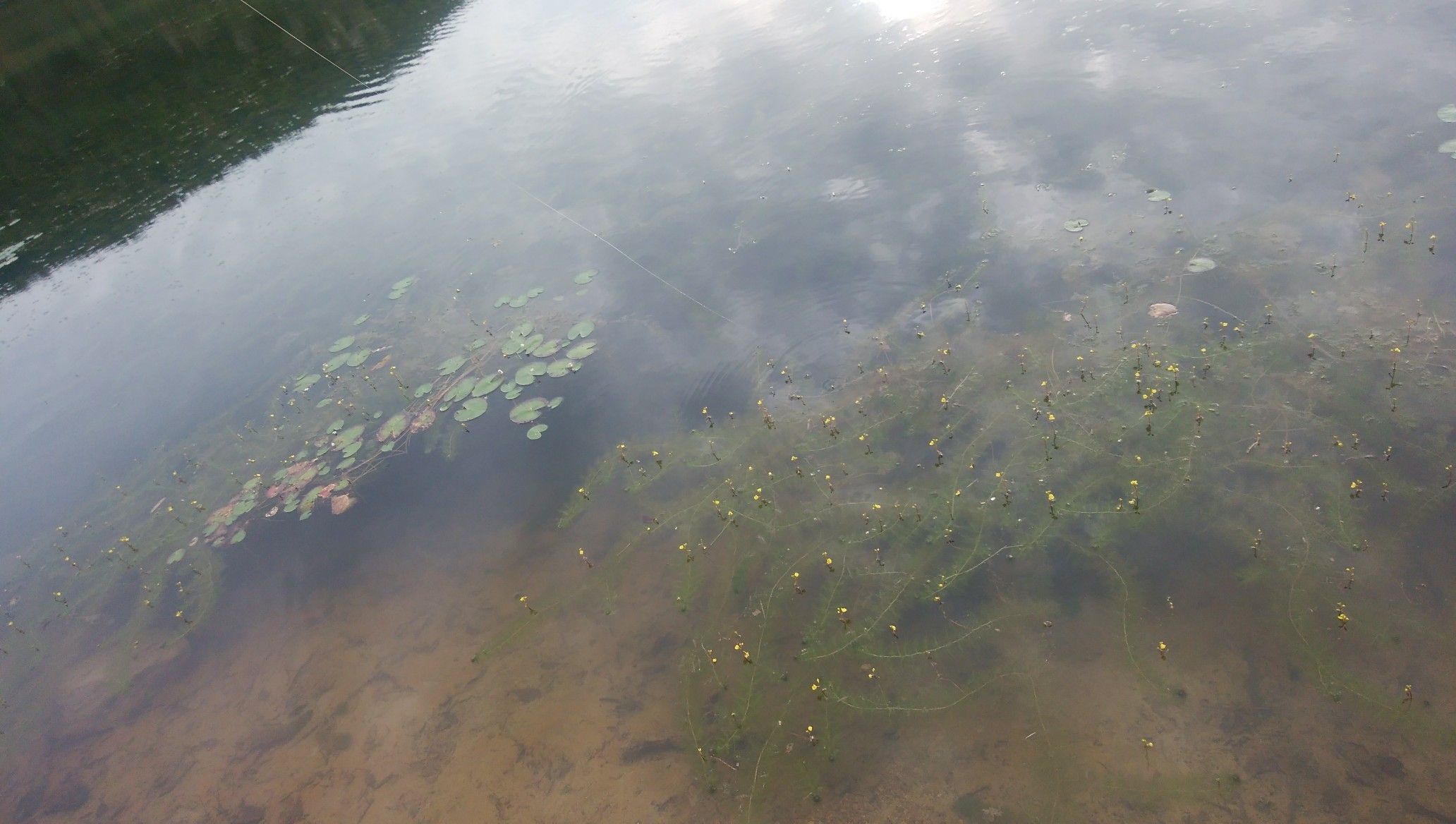野池おかっぱり バス釣りブログ 忘れちまった悲しみに 楽天ブログ