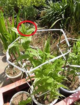 赤のグロリオサの蕾 アリウム オストロスキャナムの球根の掘り上げ のんびりガーデニング 楽天ブログ