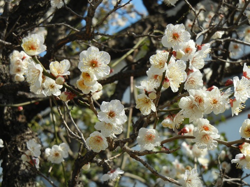 ご近所の梅の花