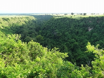 Kyambura Gorge　森　ウガンダ