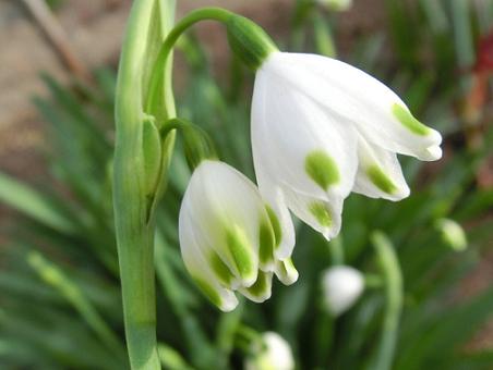 スノーフレーク