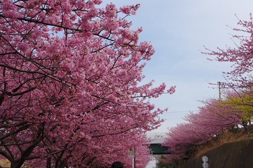 三浦海岸の河津桜