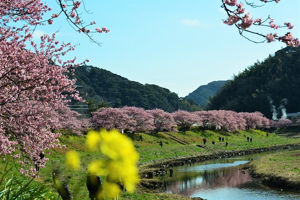 みなみの桜と菜の花まつり