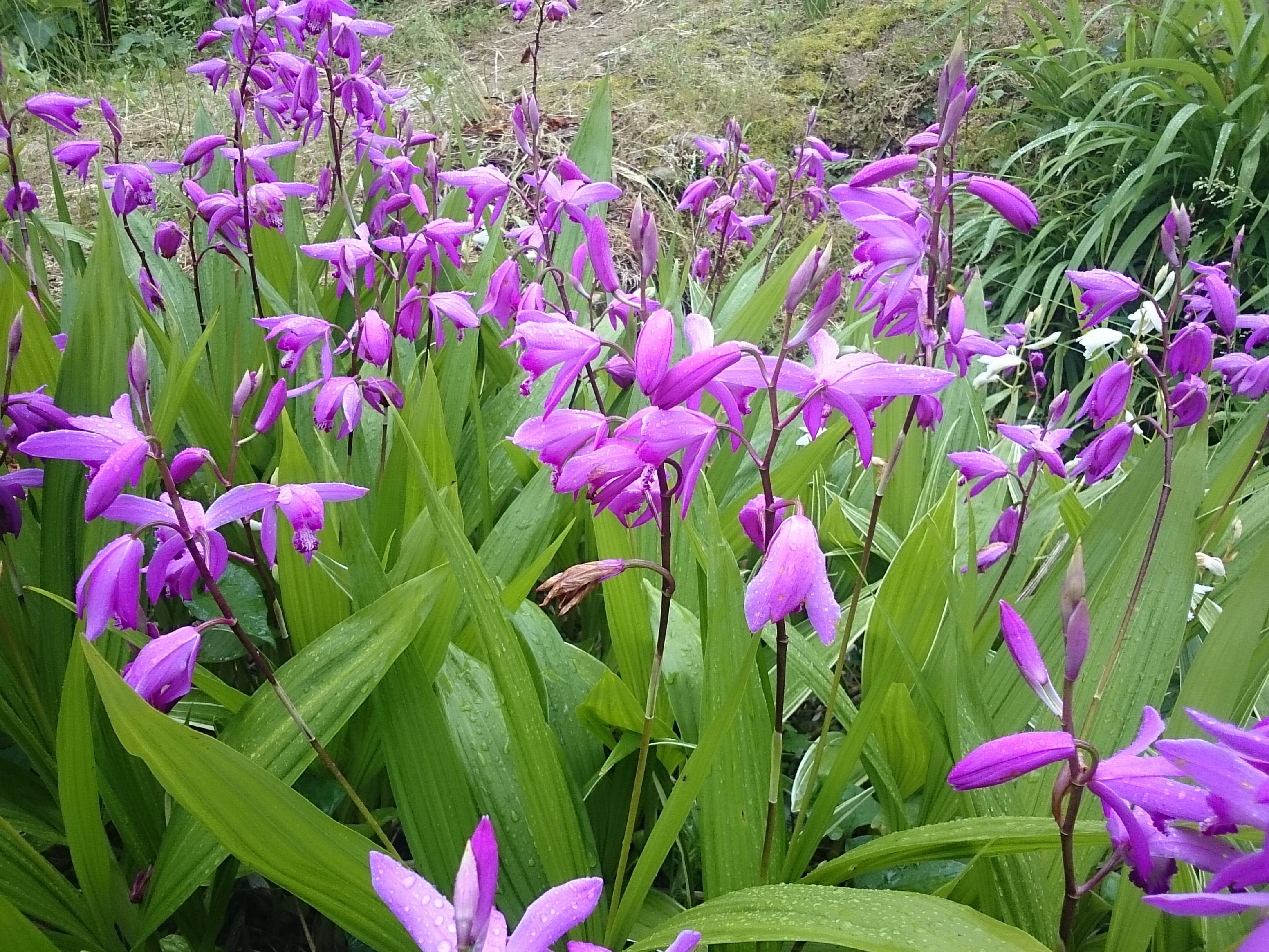 我が家の花の生育状況 シラン1 | げんそうてきなの旅行と花:一部栽培している野菜とパッチワーク - 楽天ブログ