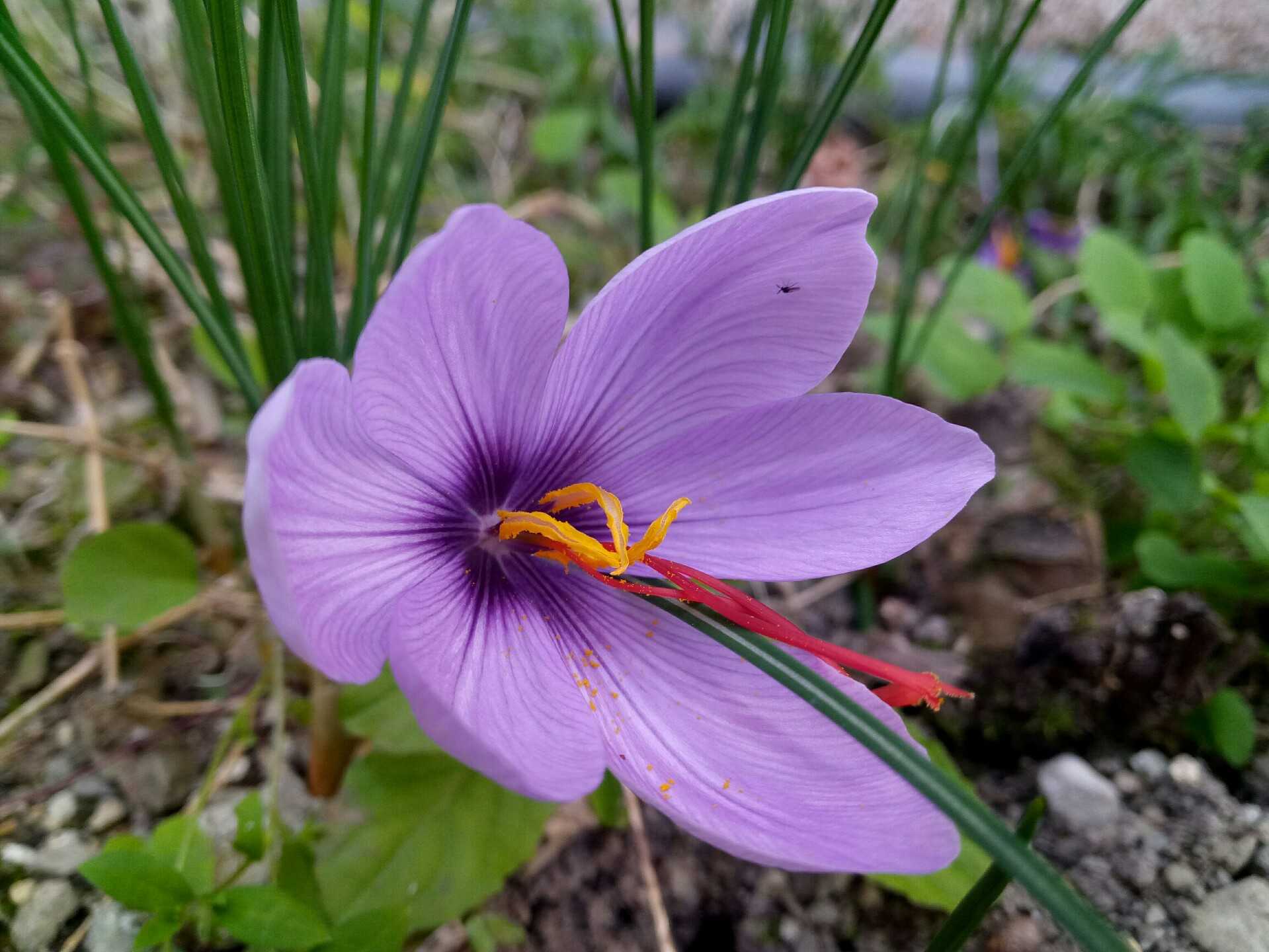 サフランの花 メイシーナンの島暮らし 楽天ブログ