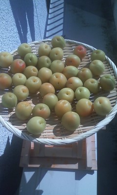 120627_梅1.jpg