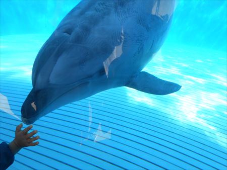 越前松島水族館