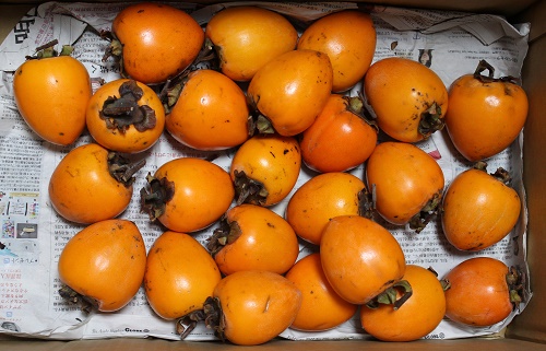 あたご柿.JPG
