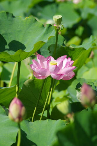 上野不忍池の蓮の花