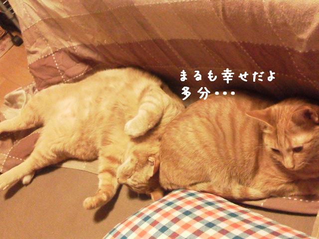 まるも幸せ？