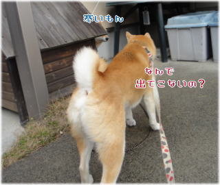 トラちゃんち2.jpg