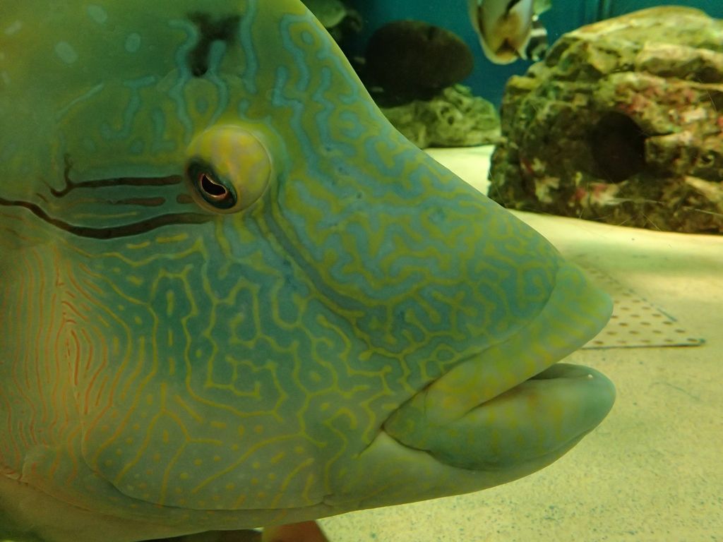 水族館 ボケないための日記のようなモノ 楽天ブログ