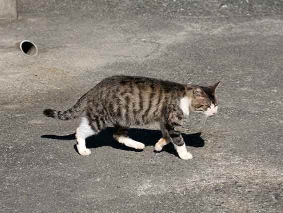 我が家のニャンコ♪2015/12/10-2