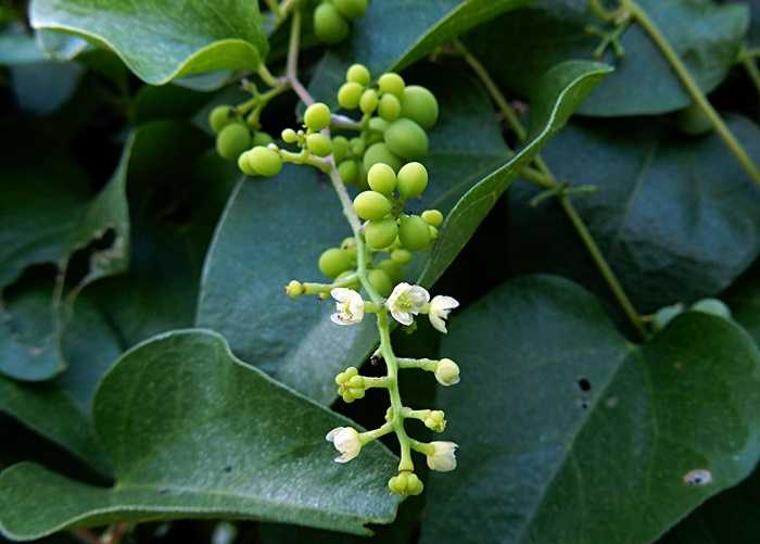 アオツヅラフジ花2