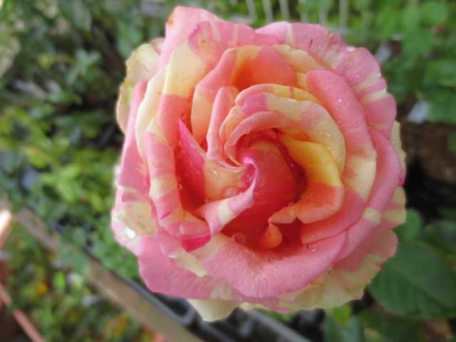 田村一「薔薇」 o0963108015275158755.jpg