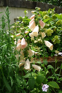 P1030358ss.jpg