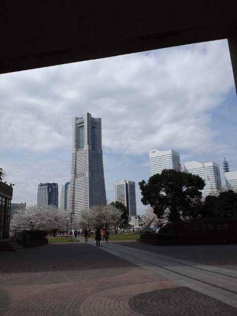 みなとみらい桜11