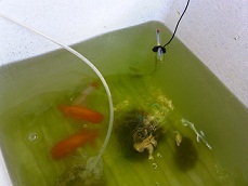 らんちう親魚、底水を抜く