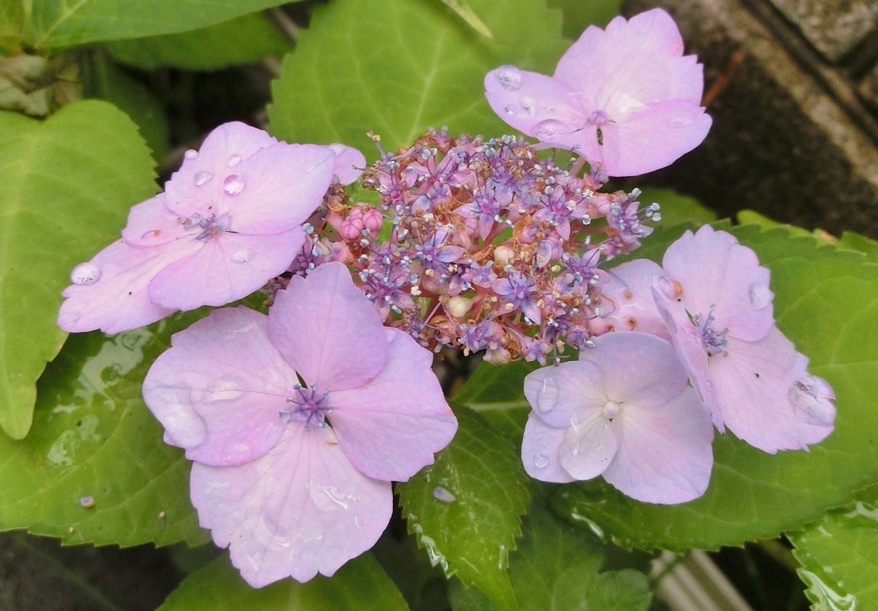 アジサイ 紫陽花 最終章 だい のひとりごと 楽天ブログ