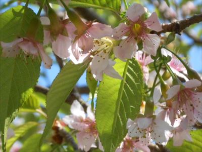 普賢寺　寒桜