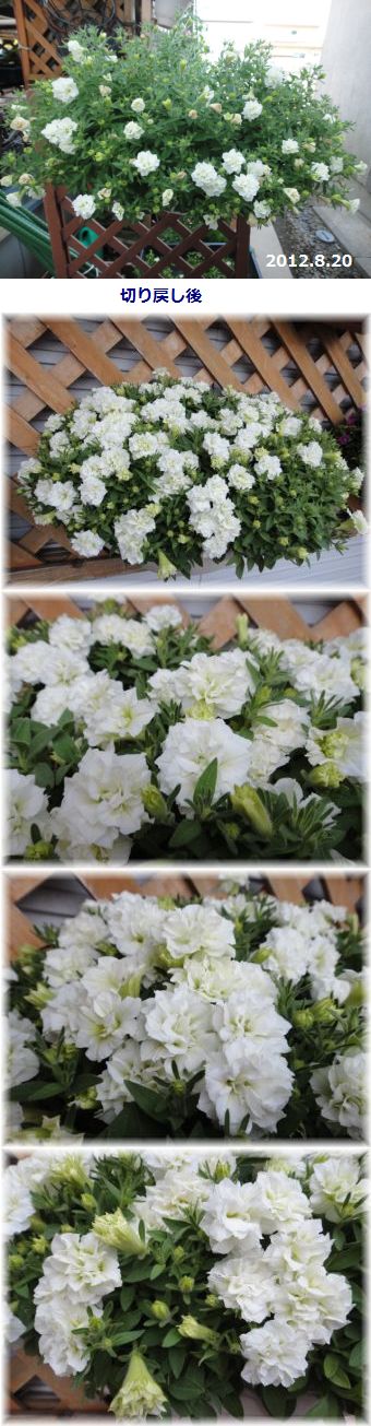 よく咲いてくれたブリエッタローズ