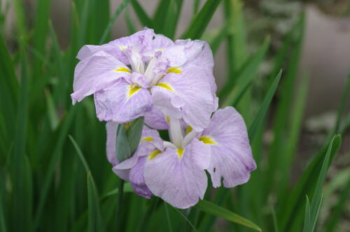 浜離宮恩賜庭園の花菖蒲