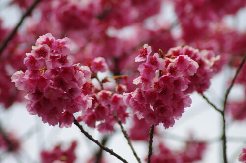 荏原神社の寒緋桜