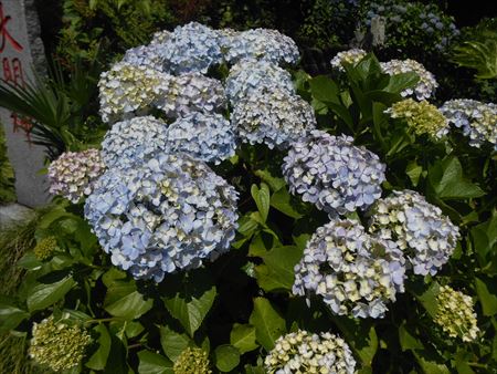 花のお寺「本勝寺」の紫陽花