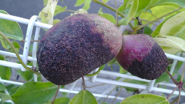 黒ずんだムベの実