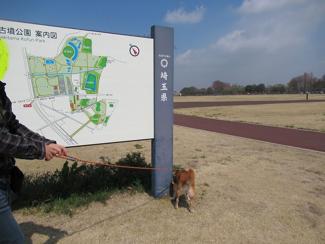 忍城 さきたま古墳公園 その2 今日のノッコさんと福ちゃん 楽天ブログ