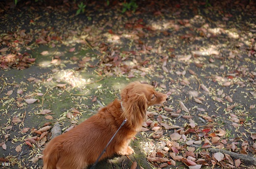 2013　お花見　桜　ダックス