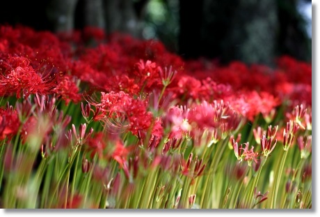 狐山古墳-4 ヒガンバナ-4 13.9.24