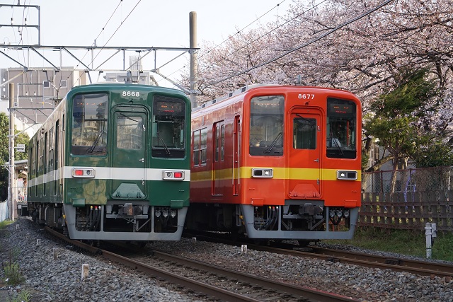 東武亀戸線 桜咲く リバイバルカラ－同士の 並び2