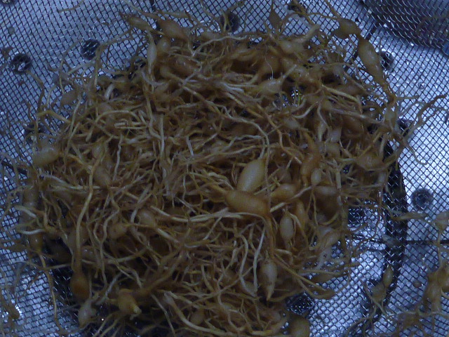 P1000917.JPG