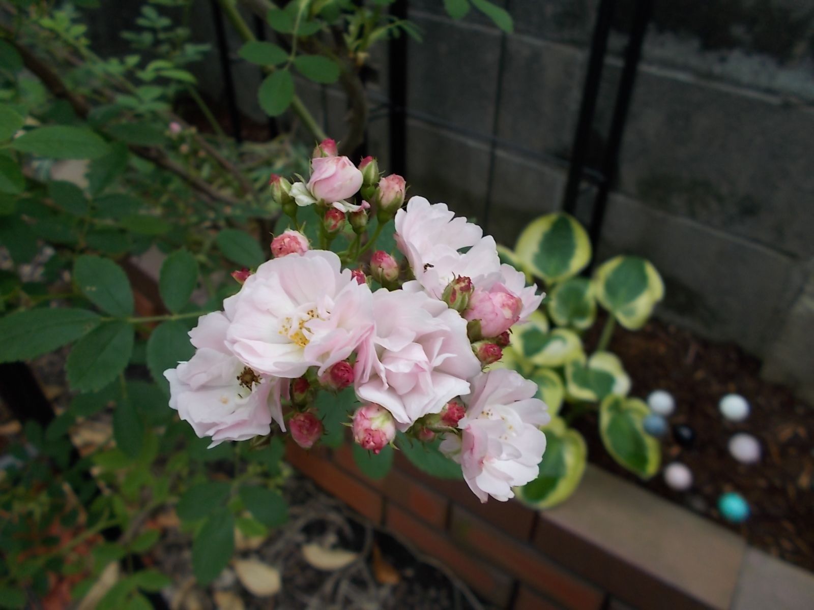 群舞 品種紹介 バラを咲かせることが好き 楽天ブログ