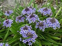 ３月１３日の誕生花 シラー ペルビアナの花言葉 多感な心 青紫色の星形の花が見せる 寂しさ と 哀れ 弥生おばさんのガーデニングノート 花と緑の365日 楽天ブログ