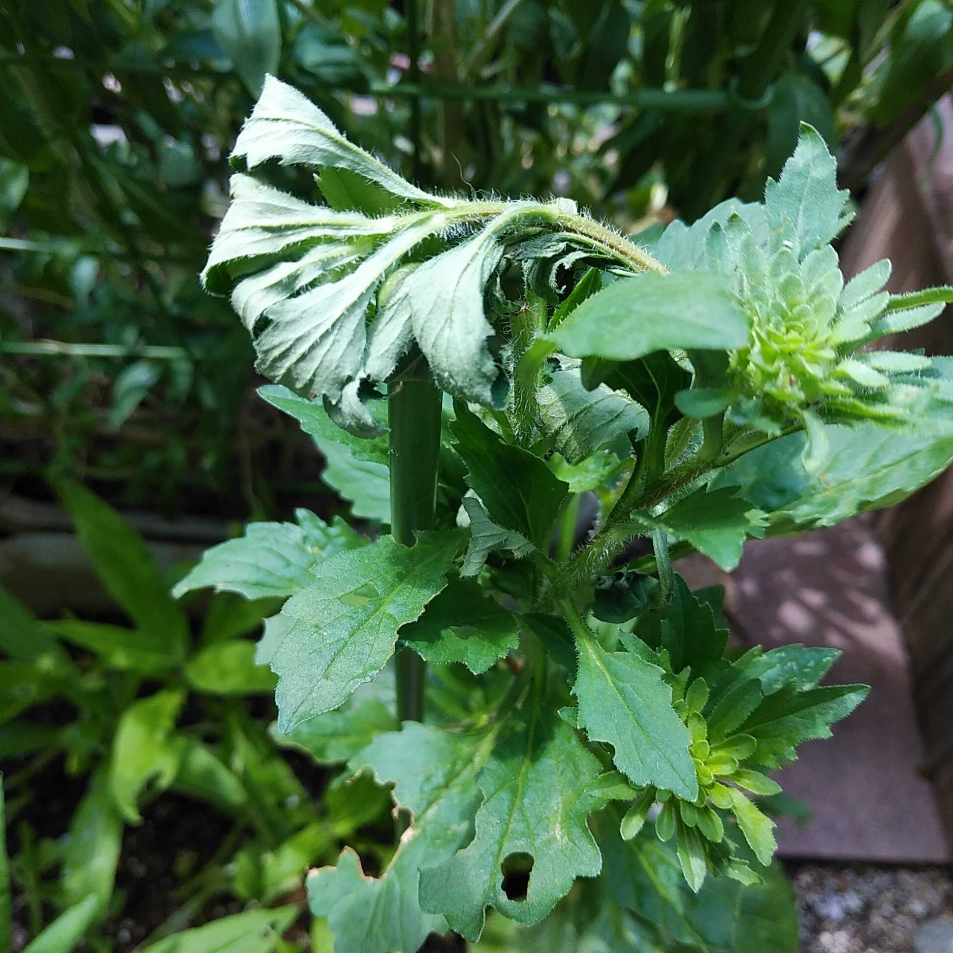 オジギソウの芽が出たけれど 不確か わかくさ日記 楽天ブログ