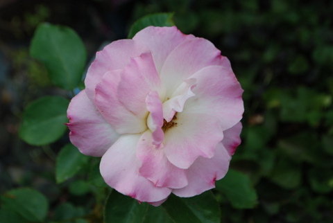 DSC_0006.JPG