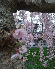sakura12.JPG