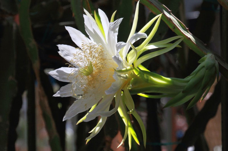咲くやこの花館_004.jpg