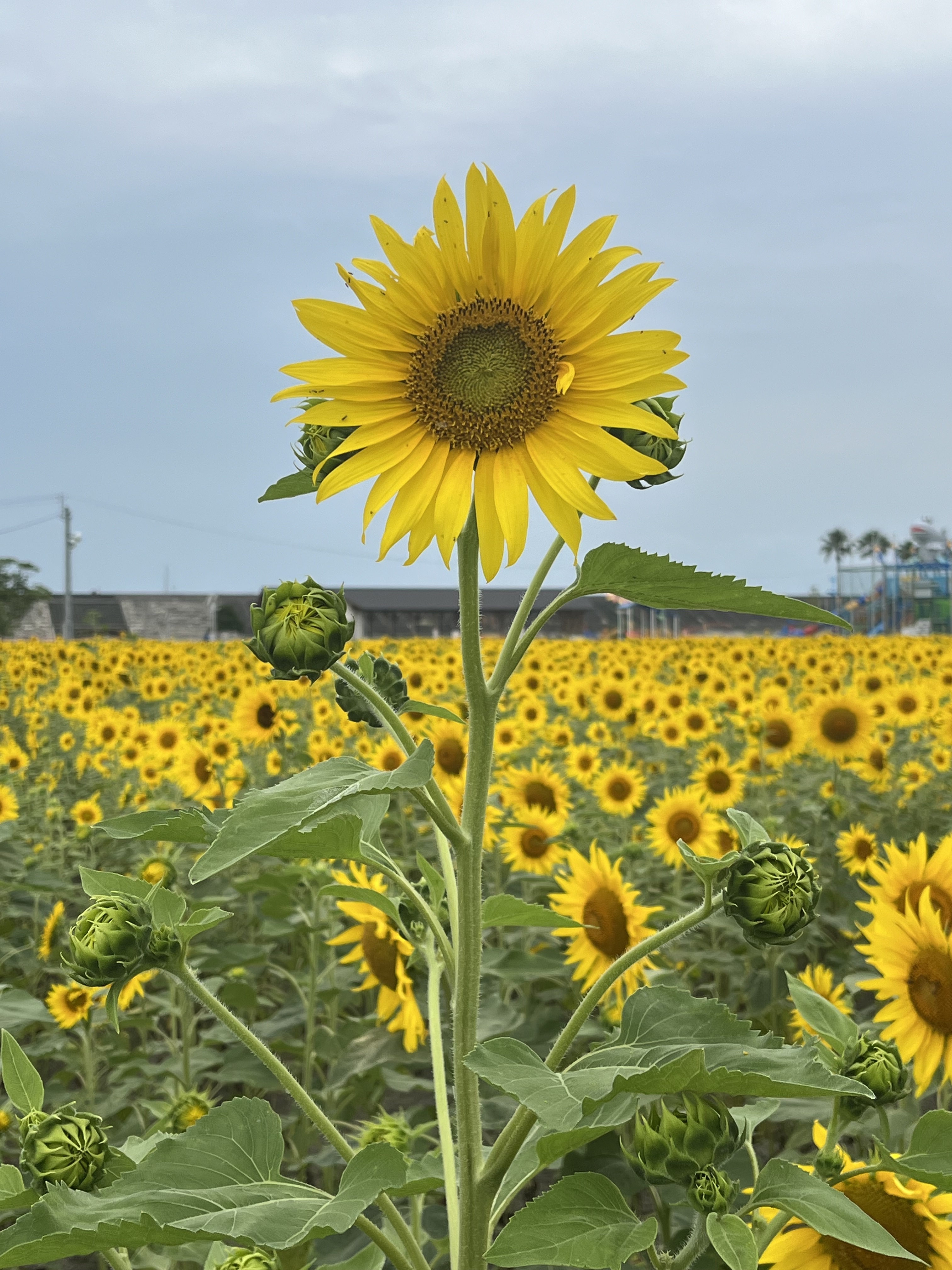 モンキー６３のブログ