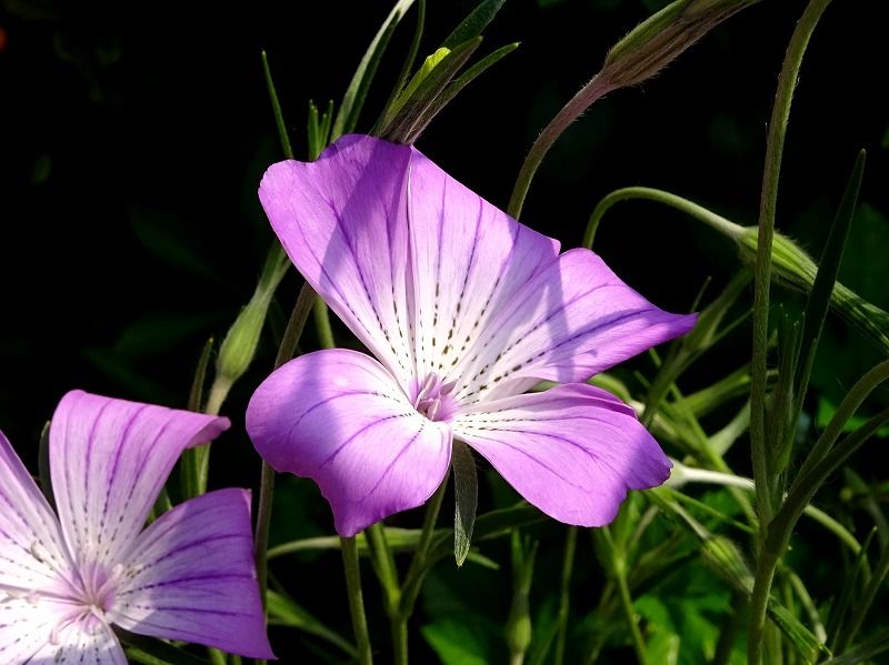 4月18日 今日の一花 アグロステンマ Gazengamaのブログ 散歩中に出合った花と趣味の陶芸作品 楽天ブログ
